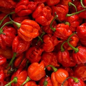 Trinidad Moruga Scorpion Biber Fidesi 6 Adet