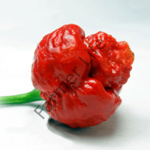 Trinidad Moruga Scorpion Biber Fidesi 6 Adet
