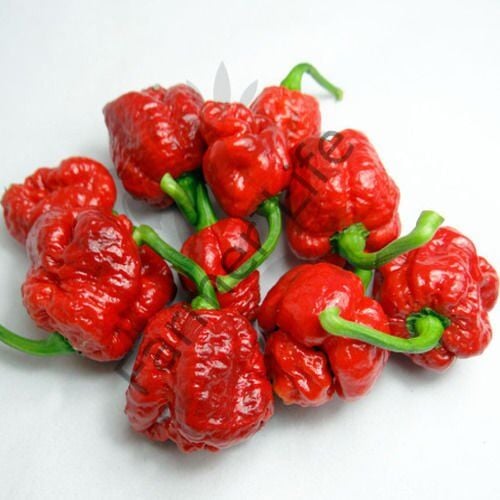 Trinidad Moruga Scorpion Biber Fidesi 6 Adet