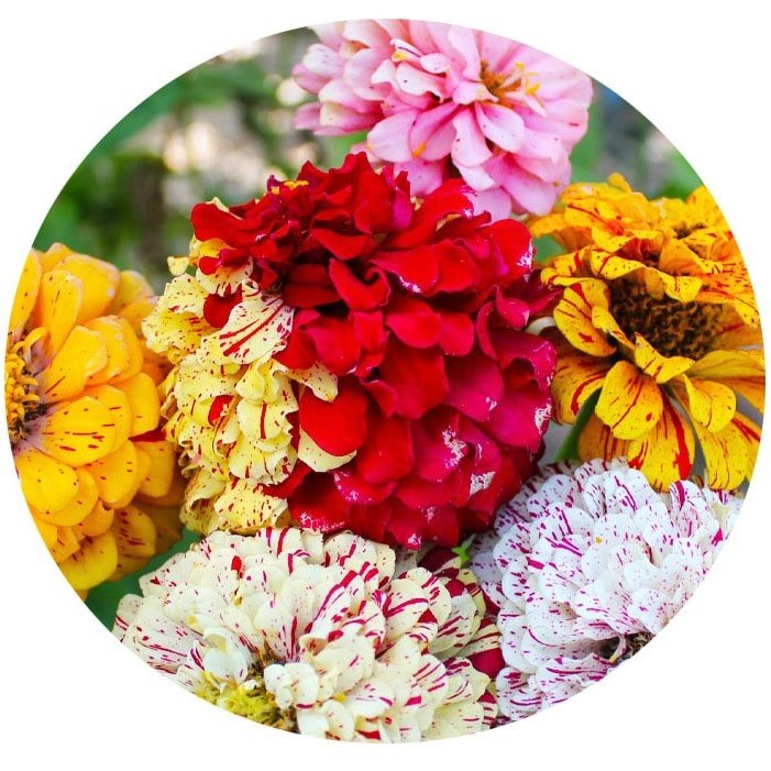 Karışık Renkli Lekeli Zinnia Çiçeği Tohumu