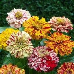 Karışık Renkli Lekeli Zinnia Çiçeği Tohumu