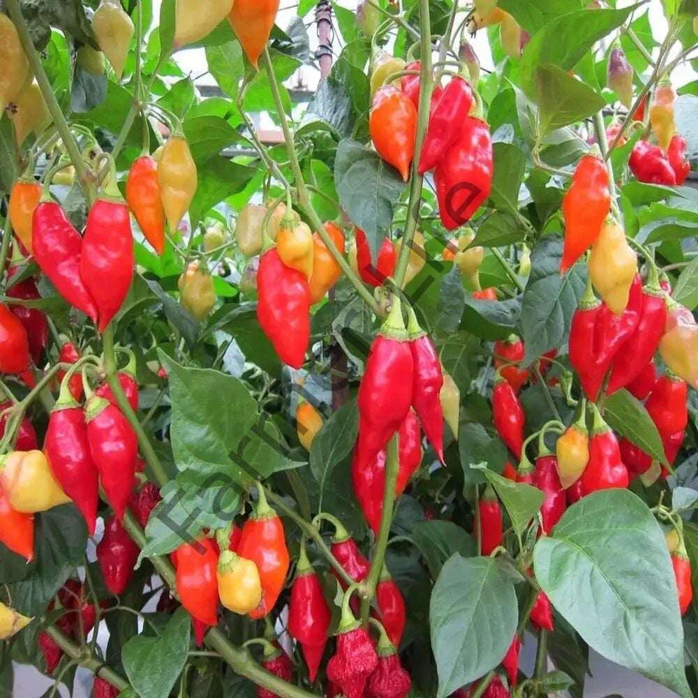 Carbonero Red Biber Fidesi 6 Adet