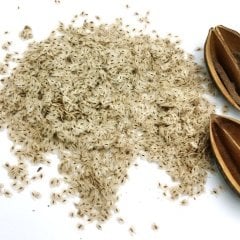 Paulownia Çin Kavağı Ağacı Tohumu 50 Adet