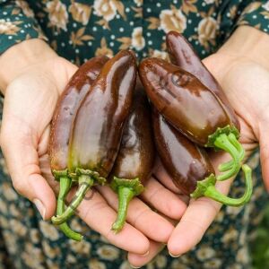 Çikolata Jalapeno Biber Fidesi 6 Adet