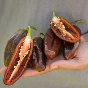 Çikolata Jalapeno Biber Fidesi 6 Adet