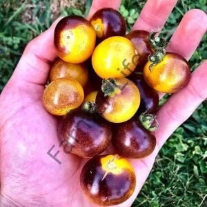 Blue Bumblebee Domates Fidesi 6 Adet