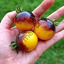 Blue Bumblebee Domates Fidesi 6 Adet