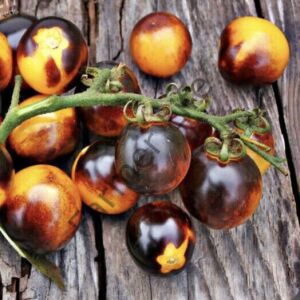 Blue Bumblebee Domates Fidesi 6 Adet