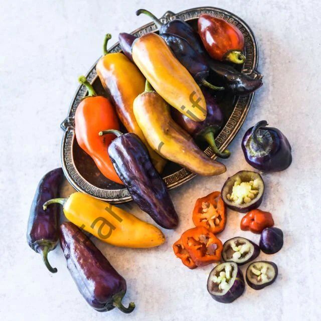 Pippin's Golden Honey Biber Fidesi 6 Adet