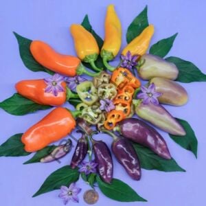 Pippin's Golden Honey Biber Fidesi 6 Adet