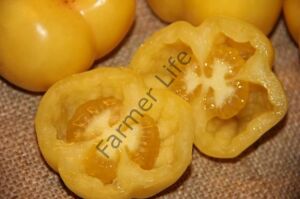 Doochova Domates Fidesi 6 Adet