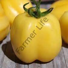 Doochova Domates Fidesi 6 Adet