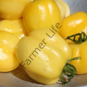 Doochova Domates Fidesi 6 Adet