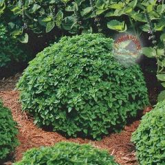 Top Reyhan/Fesleğen Tohumu (100 Tohum)