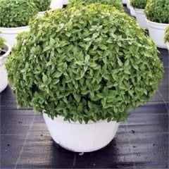 Top Reyhan/Fesleğen Tohumu (100 Tohum)