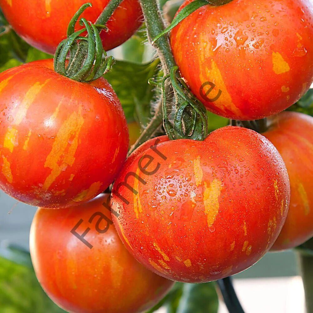 Tigerella Domates Fidesi 6 Adet