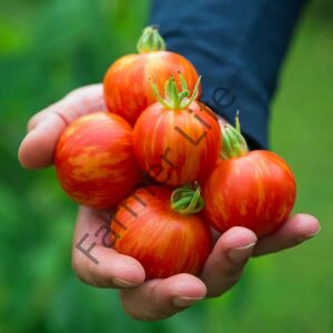 Tigerella Domates Fidesi 6 Adet