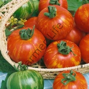 Tigerella Domates Fidesi 6 Adet