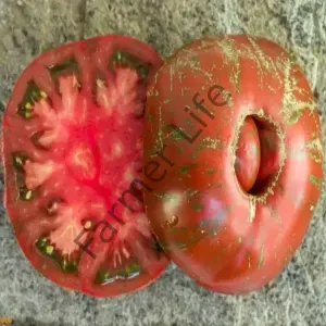 Chocolate Stripes Domates Fidesi 6 Adet