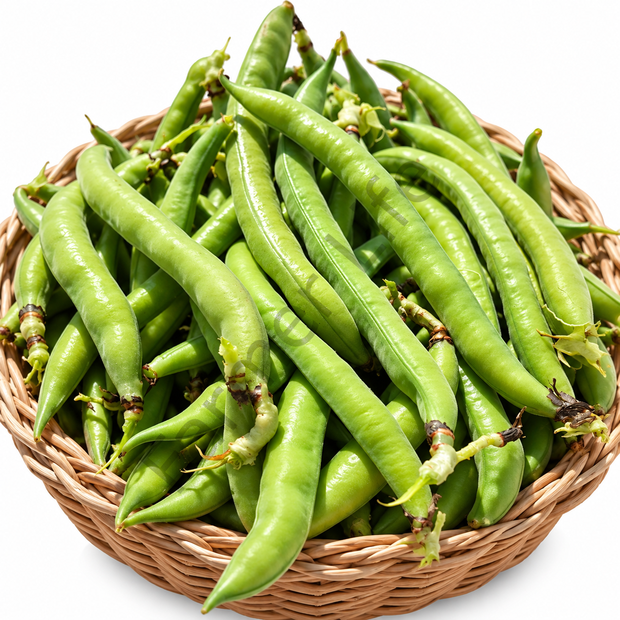 Sakız Bakla Tohumu 2 Kg