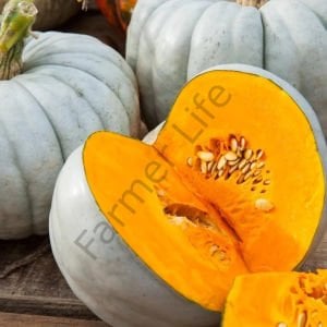 Kestane Bal kabağı Tohumu (10 Tohum)