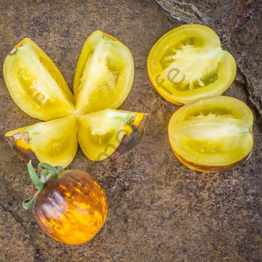 Primary Color Domates Tohumu (10 Tohum)