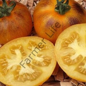 Primary Color Domates Fidesi 6 Adet