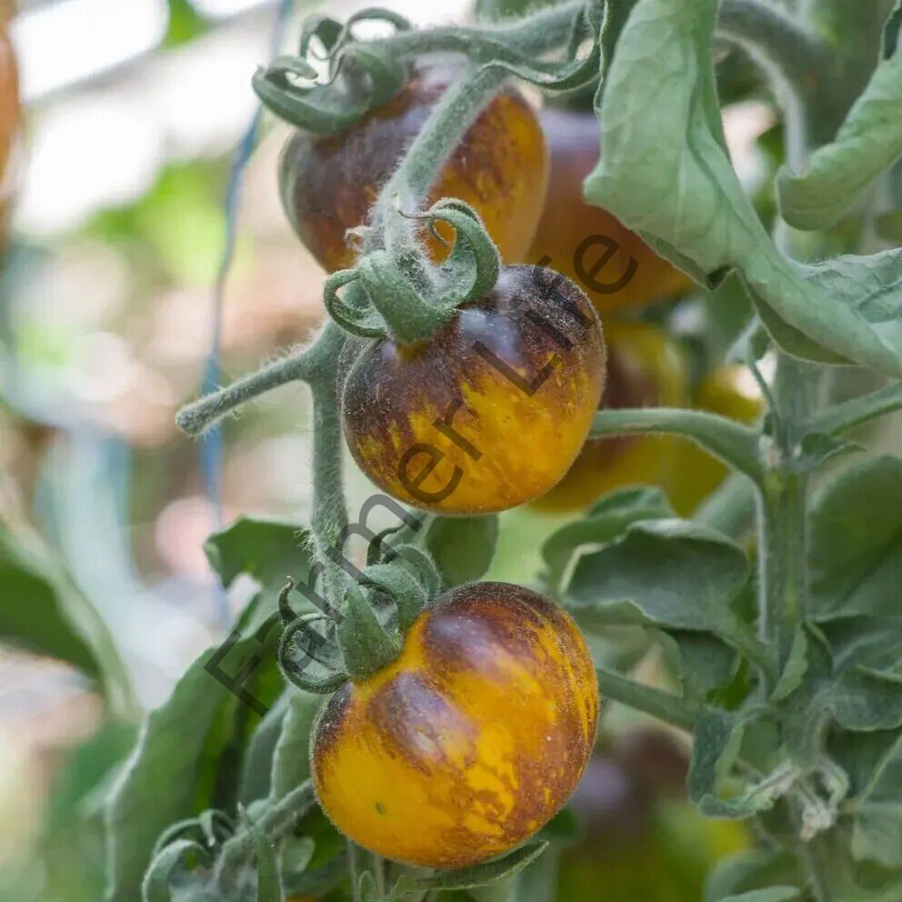 Primary Color Domates Fidesi 6 Adet