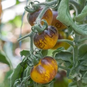 Primary Color Domates Fidesi 6 Adet