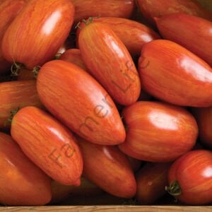 Specled Roman Domates Tohumu (10 Tohum)