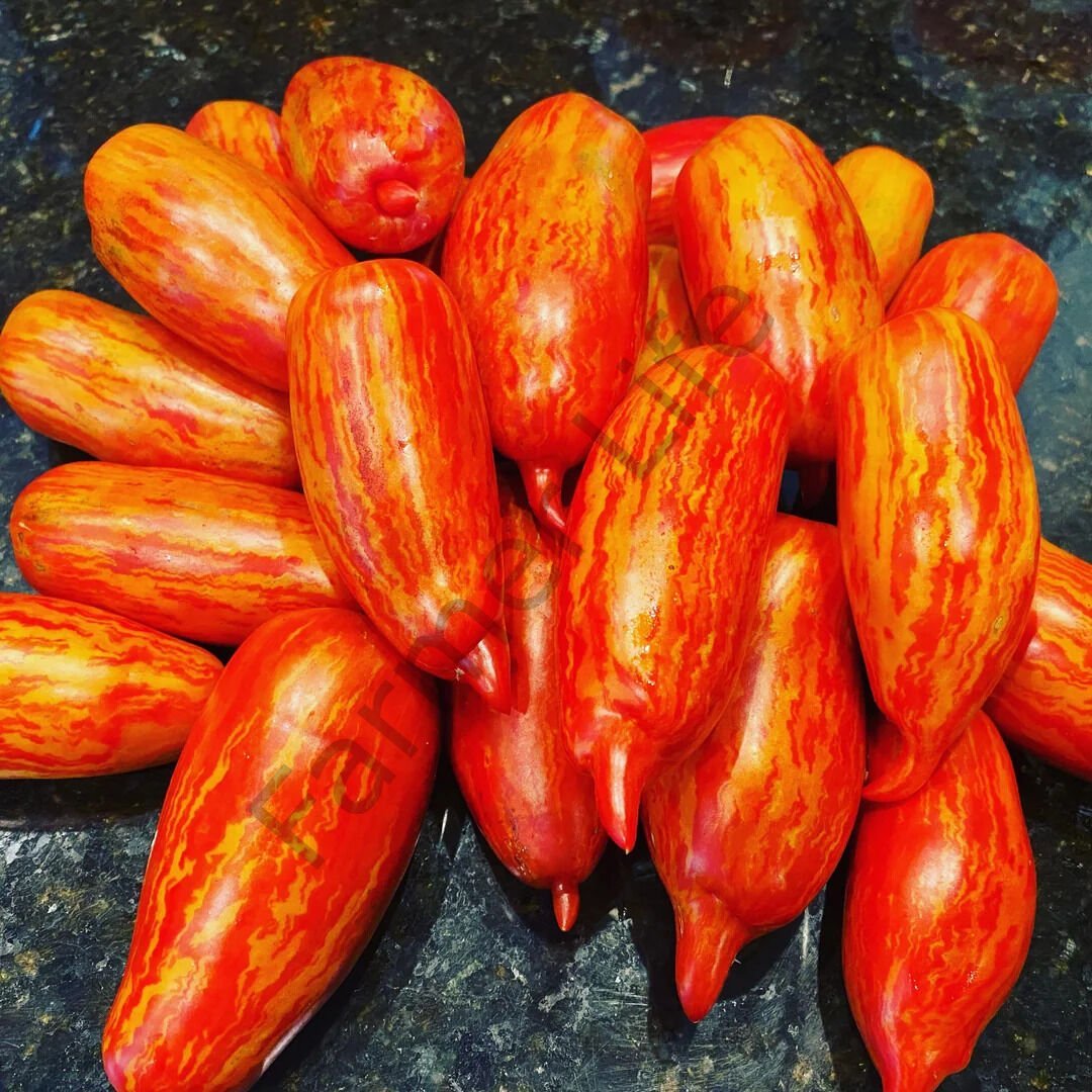 Specled Roman Domates Tohumu (10 Tohum)