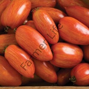 Specled Roman Domates Fidesi 6 Adet