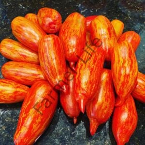 Specled Roman Domates Fidesi 6 Adet