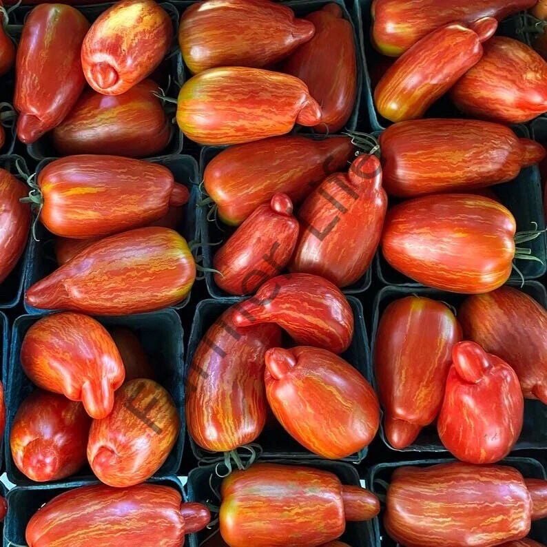 Specled Roman Domates Fidesi 6 Adet