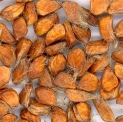 Yediveren Siyah Gül Tohumu (5 Tohum)