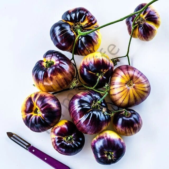 Sart Roloise Domates Tohumu (10 Tohum)