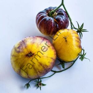 Sart Roloise Domates Fidesi 6 Adet