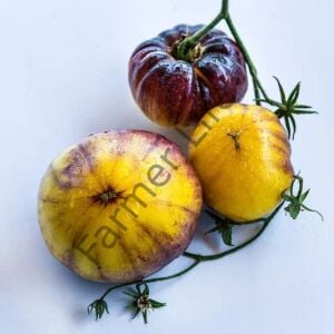 Sart Roloise Domates Fidesi 6 Adet