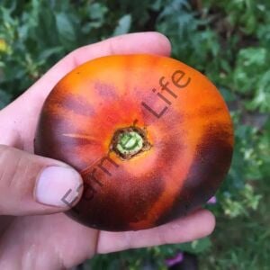 Lucid Gem Domates Fidesi 6 Adet