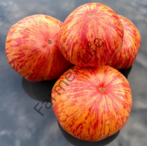 Solar Flare Domates Fidesi 6 Adet