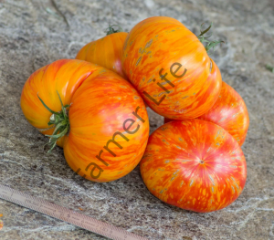 Solar Flare Domates Fidesi 6 Adet