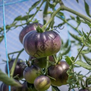 Ananas Blue Domates Fidesi 6 Adet