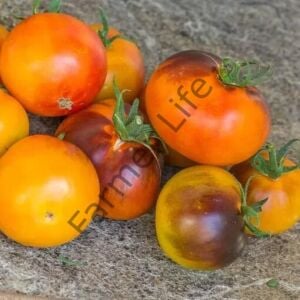 Ananas Blue Domates Fidesi 6 Adet