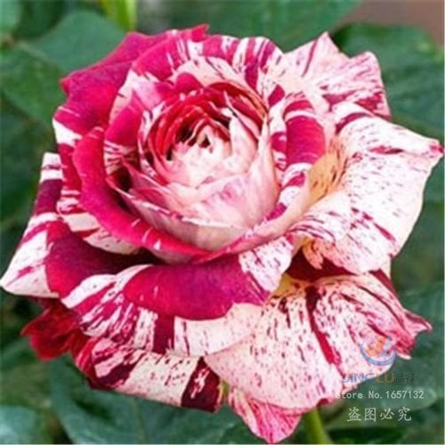 5 Adet Pink tiger Gül Tohumu