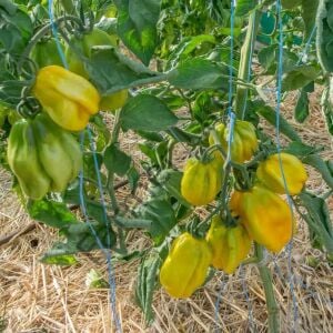 Drapee Domates Fidesi 6 Adet
