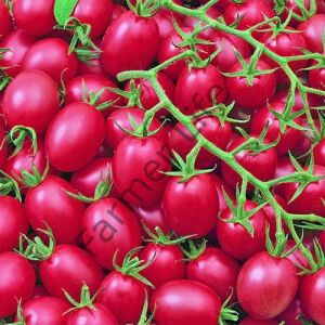Pembe Cherry Domates Fidesi 6 Adet