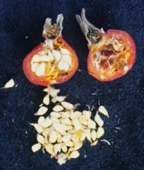 5 Adet Çikolata Gül Tohumu