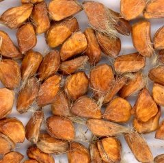 5 Adet Leonidas Gül Tohumu