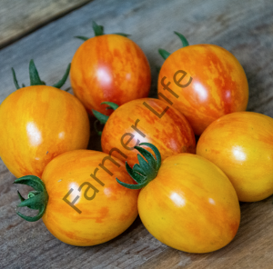 Saksılık Sarı Zebra Domates Fidesi 6 Adet