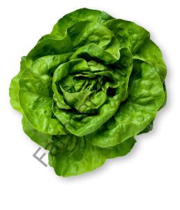 Tereyağlı Şemikler Marul Fidesi 12 Adet